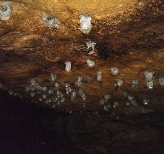Swiftlet Cave Munnar
