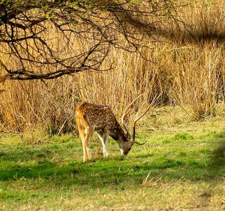Ralamandal Wildlife Sanctuary