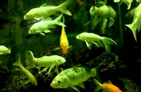 Ganga Aquarium
