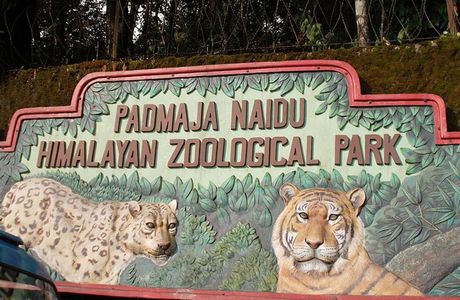 Padmaja Naidu Himalayan Zoological Park