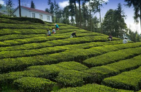 Tea Garden