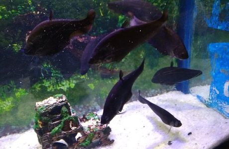 Jawahar Aquariums