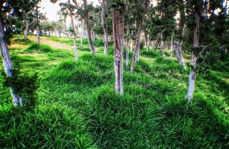 Raghadan Forest Park