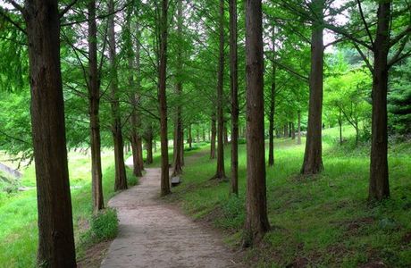 Midongsan Arboretum