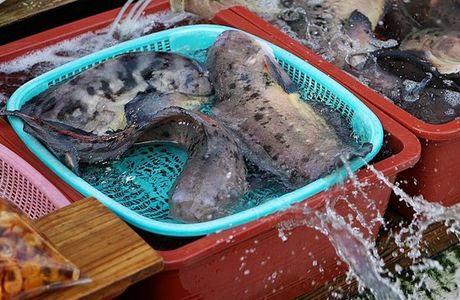 Tongyeong Hwaleo Sijang