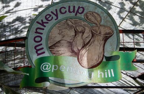 Monkey Cup