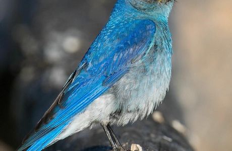Blue Bird