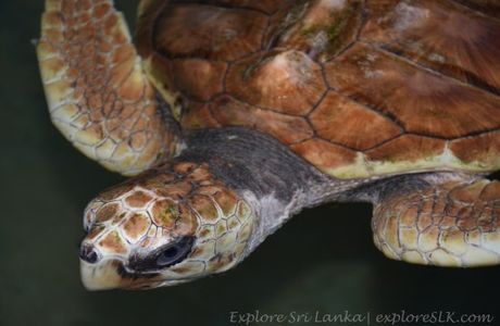 Turtle Conservation and Information Center