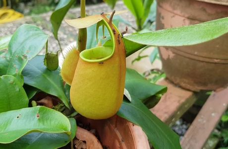 Pitcher Plants Garden