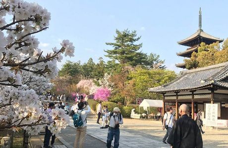 Sakura Massa-ji