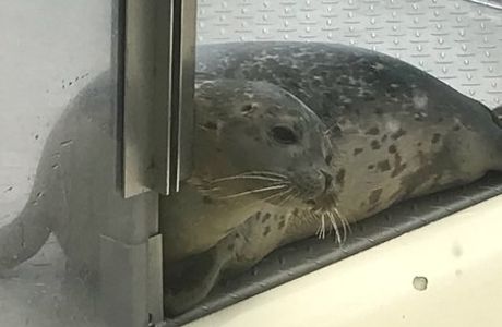 A Seal Zeehondenopvang en Expo Stellendam