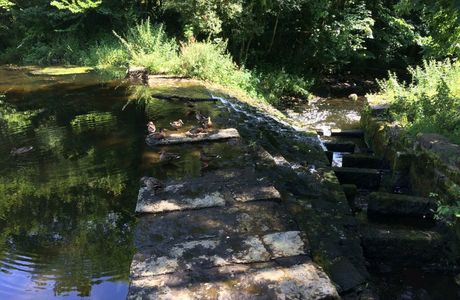 The Dingle (Nant y Pandy) Nature Reserve