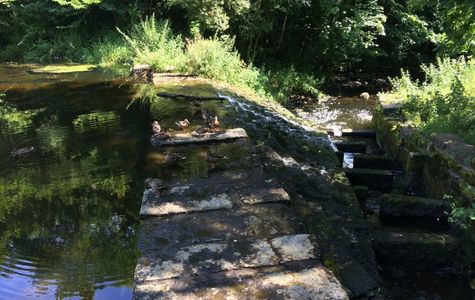 The Dingle (Nant y Pandy) Nature Reserve 1