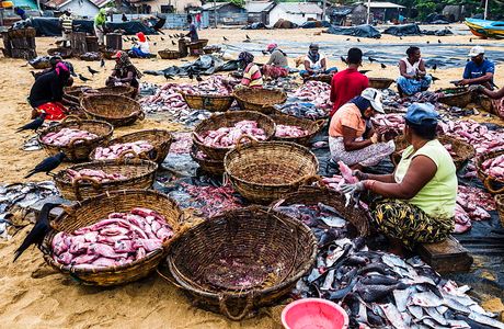 Negombo Fish Market