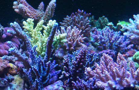 Coral