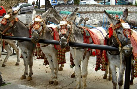 Burro- Taxi Mijas