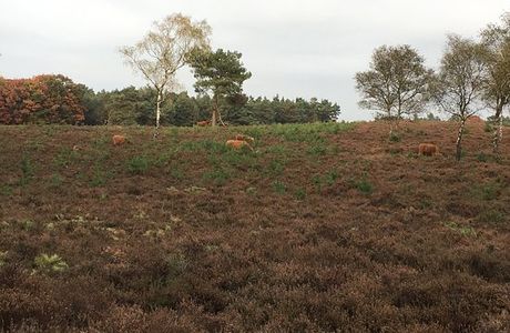 Wezepse Heide