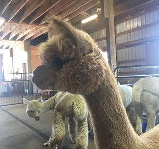 Alpacas at Marquam Hill Ranch