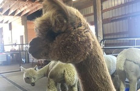 Alpacas at Marquam Hill Ranch