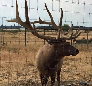 Rosse Posse Acres Elk Ranch