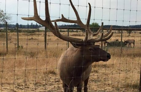 Rosse Posse Acres Elk Ranch