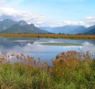 Pitt Polder Ecological Reserve