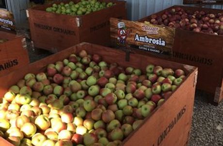 Thiessen Orchards