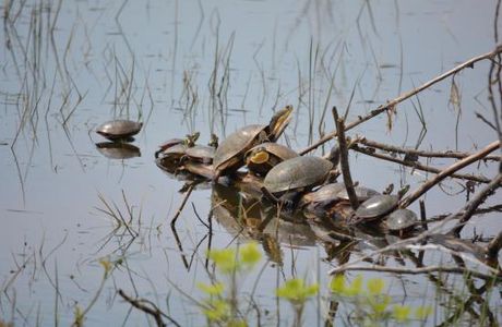 Hillman Marsh Conservation Area