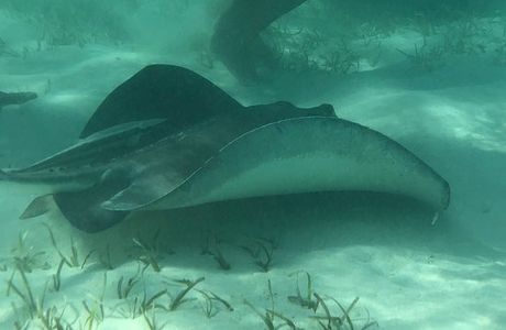Stingray City Bahamas