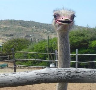 Aruba Ostrich Farm
