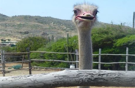 Aruba Ostrich Farm