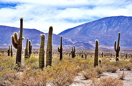 Los Cardones