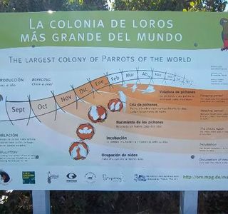 Colonia de Loros Barranqueros