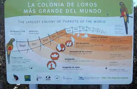 Colonia de Loros Barranqueros