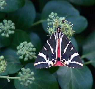 Butterflies Valley
