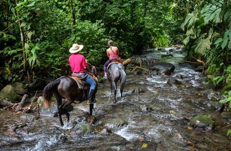 Alberto's Horses