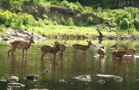 Laotudingzi National Nature Reserve