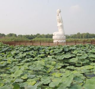 Lotus Pond in Moonlight Wetland Park