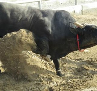 Barka Bull Fight Arena