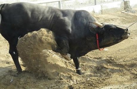 Barka Bull Fight Arena