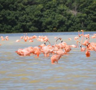Celestun Wildlife Refuge