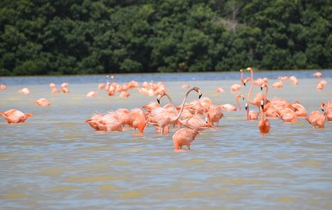 Celestun Wildlife Refuge 1