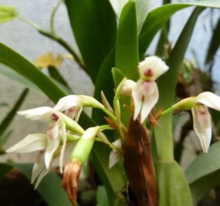 Orquideas Moxviquil