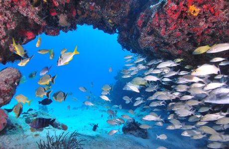 Cenote Pete Playa