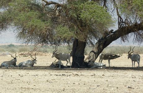 Hai Bar - Wildlife Reserve