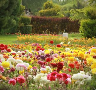 Flower Garden