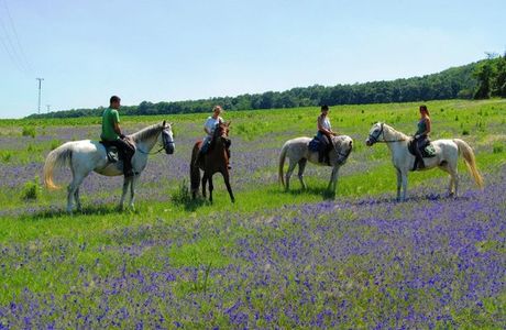 Maximum Equestrian Club