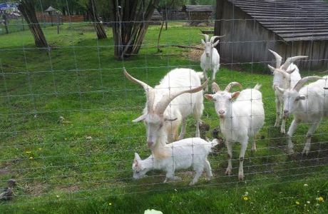 Festetics Imre Allatpark