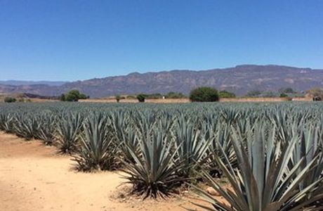 Agave Landscape and Ancient Industrial Facilities of Tequila