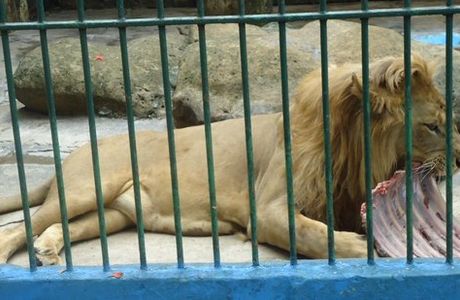 Zoologico Leon